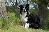 BORDER COLLIE 874